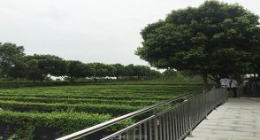 陵园风景图-8